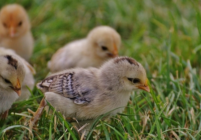 Chick